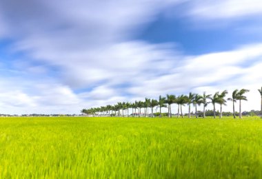 Pirinç tarlaları kırsal kesimde kırsal bir yolda boyunca Küba Royal Palm ağaçlar dikildi