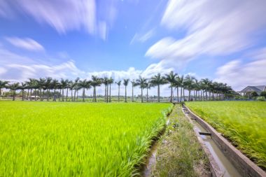 Pirinç tarlaları kırsal kesimde kırsal bir yolda boyunca Küba Royal Palm ağaçlar dikildi
