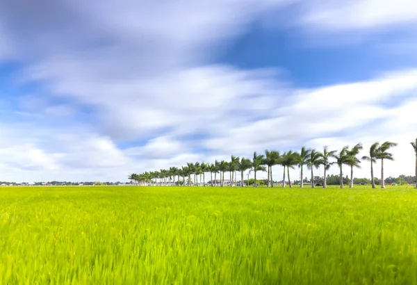 Palmeras Reales Cubanas plantadas a lo largo de un camino rural en campos de arroz en el campo —  Fotos de Stock