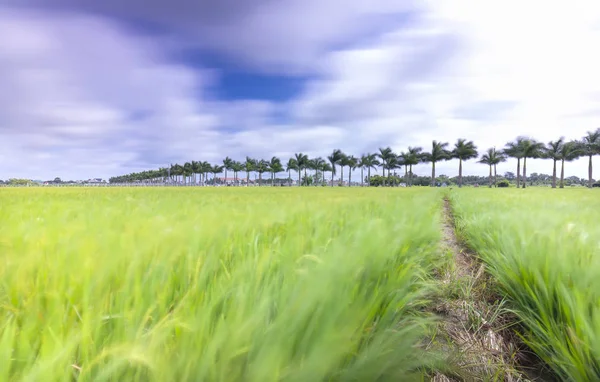 Palme reali cubane piantate lungo una strada rurale su campi di riso in campagna — Foto Stock