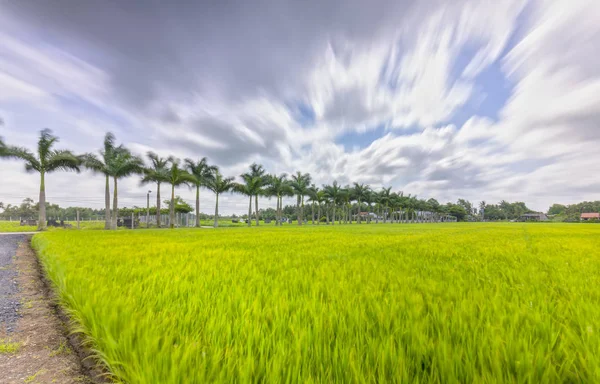 Кубинские королевские пальмы посажены вдоль сельской дороги на рисовых полях в сельской местности — стоковое фото