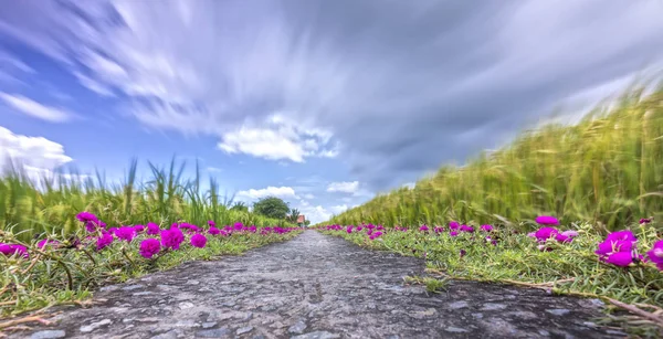 Portulaca grandiflora flor que florece en los campos de arroz tierra de carretera están en trasplantes — Foto de Stock