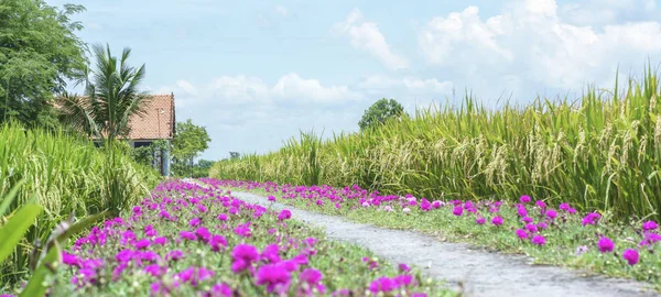 Portulaca grandiflora fiore fioritura su terreni su strada risaie sono in trapianti — Foto Stock