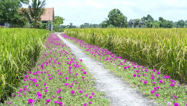 Portulaca grandiflora kvetení na silničních pozemků rýžových polí jsou transplantace — Stock fotografie