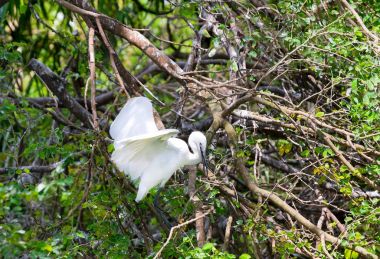 Beyaz leylek yuvalarına ormanda kuru payet ile inşa ediyoruz.