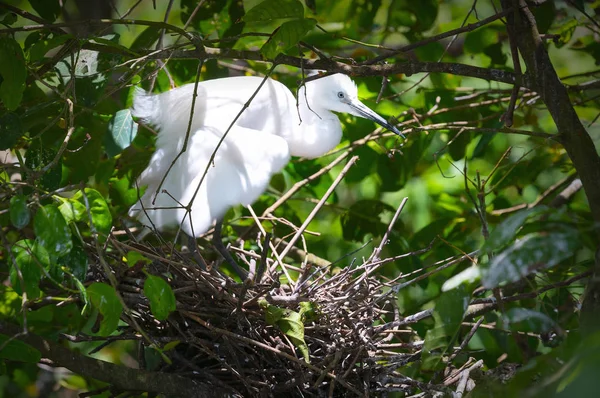 The white stork are building their nests with dry straws in the forest.