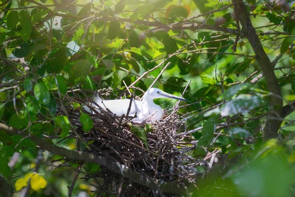 The white stork are building their nests with dry straws in the forest.