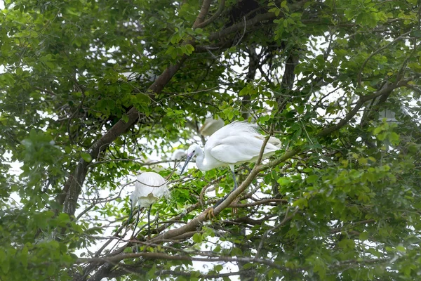 The white stork are building their nests with dry straws in the forest.