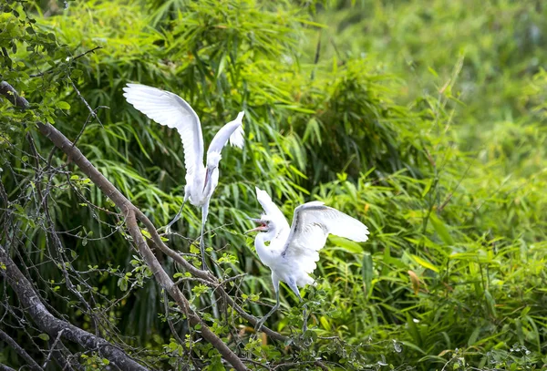 O rebanho branco está brincando, relaxando nos ramos da floresta tropical . — Fotografia de Stock