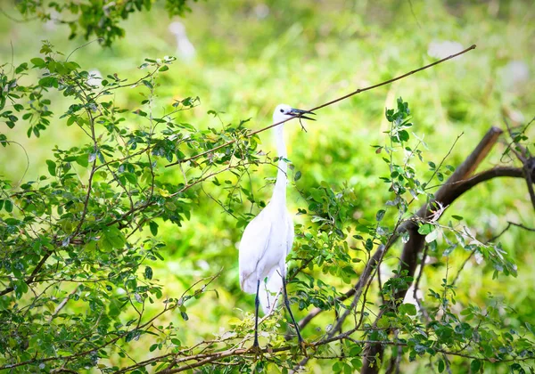 Weißstorch baut seine Nester mit trockenem Stroh im Wald. — Stockfoto