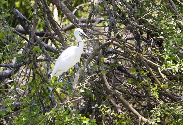 The white stork are building their nests with dry straws in the forest.