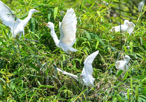 O rebanho branco está brincando, relaxando nos ramos da floresta tropical . — Fotografia de Stock