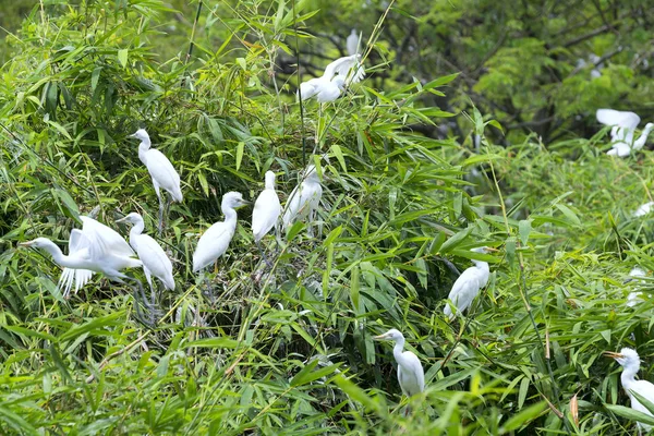 The white herd is playing, relaxing on the branches of the rain forest.