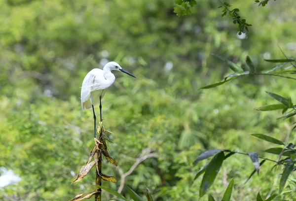 Der Weißstorch jagt im Dschungel — Stockfoto
