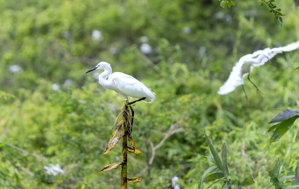A cegonha branca está caçando na selva — Fotografia de Stock