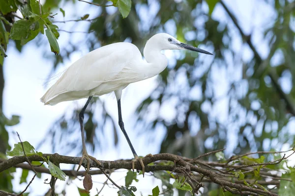 La cigüeña blanca está cazando en la selva — Foto de Stock