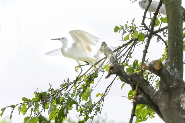 The white stork is hunting in the jungle