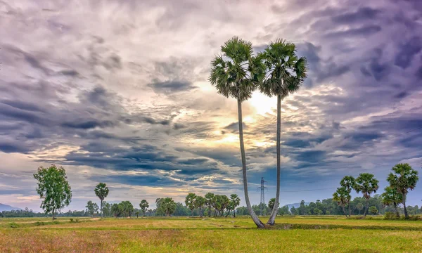 Nascer do sol colorido com palmeiras altas subindo no céu dramático — Fotografia de Stock
