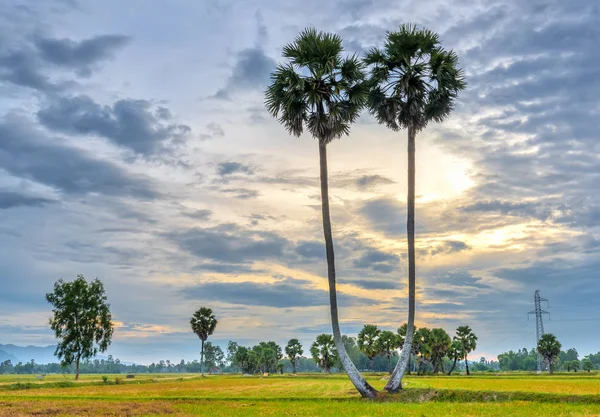 Nascer do sol colorido com palmeiras altas subindo no céu dramático — Fotografia de Stock