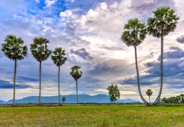 Colorful sunrise with tall palm trees rising up in the dramatic sky — Stock Photo, Image