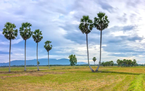 Dramatik gökyüzüne yükselen uzun palmiye ağaçları ile renkli gündoğumu 