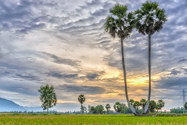 Colorful sunrise with tall palm trees rising up in the dramatic sky — Stock Photo, Image