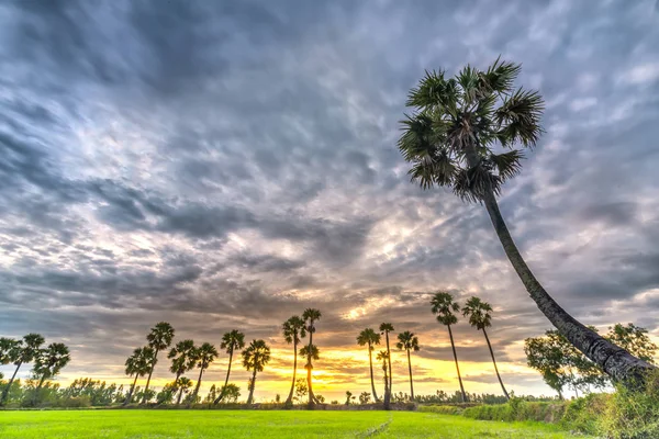 色彩斑斓的朝阳与高大的棕榈树在戏剧性的天空升起 — 图库照片