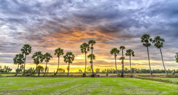 Красочный восход солнца с высокими пальмами, поднимающимися в драматическом небе — стоковое фото