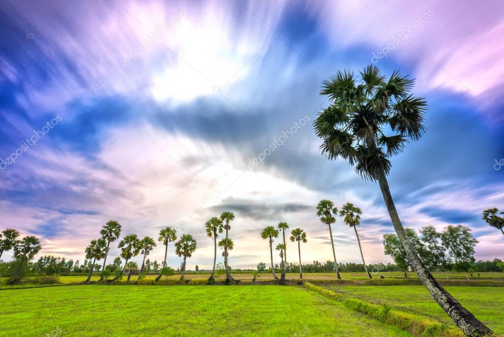 Colorful sunrise with tall palm trees rising up in the dramatic sky 