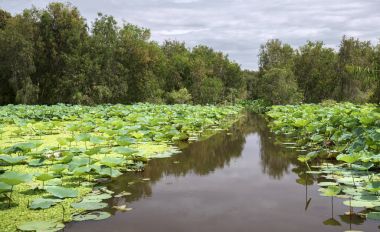 Büyük lotus gölet doğa rezerv