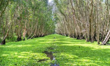 Güneşli sabah Melaleuca ormanda