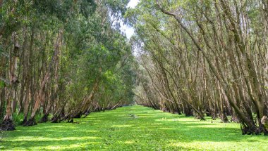 Güneşli sabah Melaleuca ormanda