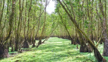 Güneşli sabah Melaleuca ormanda