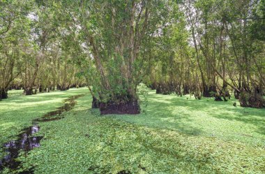 Güneşli sabah Melaleuca ormanda