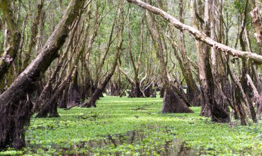 Güneşli sabah Melaleuca ormanda