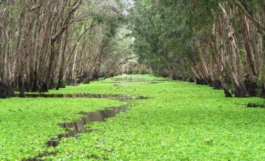Güneşli sabah Melaleuca ormanda
