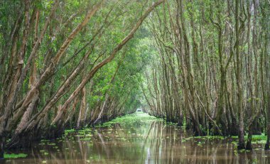 Güneşli sabah Melaleuca ormanda