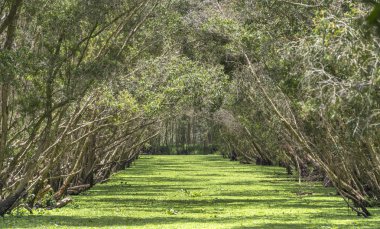 Güneşli sabah Melaleuca ormanda