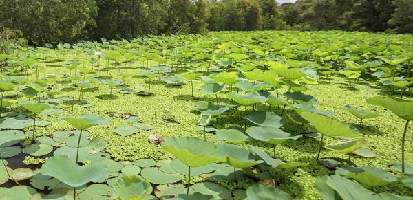 Large lotus pond in the nature reserve