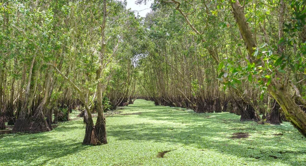 Güneşli sabah Melaleuca ormanda — Stok fotoğraf