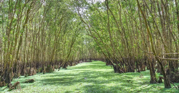 Güneşli sabah Melaleuca ormanda