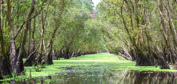 Güneşli sabah Melaleuca ormanda