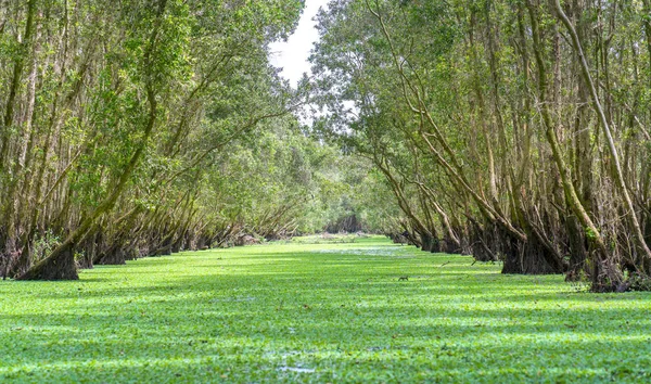 Güneşli sabah Melaleuca ormanda