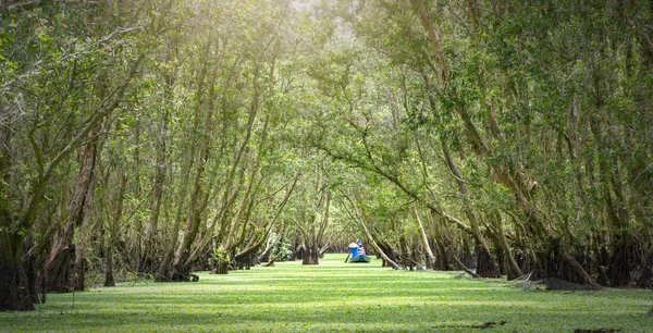 Kayıkçı gezgin bir tekne turu mangrov ormanın içinde kanalları boyunca alır.