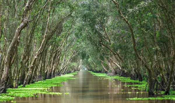 Güneşli sabah Melaleuca ormanda — Stok fotoğraf