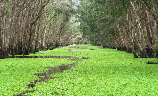 Güneşli sabah Melaleuca ormanda