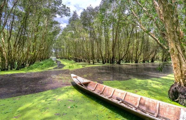 Il sentiero in legno porta ad una bellissima foresta di acacia bruciata dal sole — Foto Stock