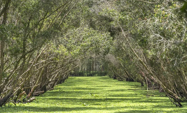 Güneşli sabah Melaleuca ormanda