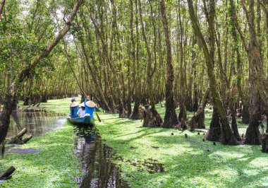 Kayıkçı gezgin bir tekne turu mangrov ormanın içinde kanalları boyunca alır.