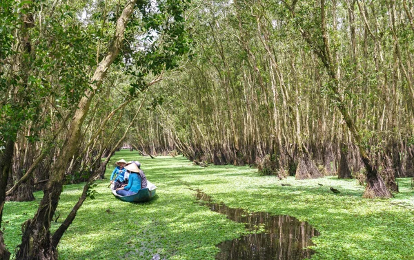 Kayıkçı gezgin bir tekne turu mangrov ormanın içinde kanalları boyunca alır.